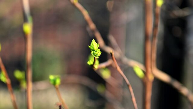 Macro footage, revealing the delicate veins of an apple tree leaf. Shot in 4K resolution with a mirrorless camera.