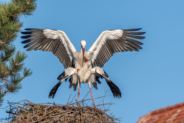 Mating white storks in courtship display (ciconia ciconia) on their nest in spring