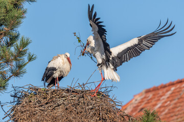 Couple of white storks in courtship display (ciconia ciconia) building their nest in spring