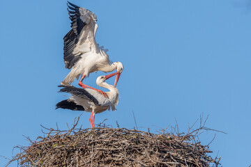 Mating white storks in courtship display (ciconia ciconia) on their nest in spring