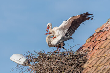 Mating white storks in courtship display (ciconia ciconia) on their nest in spring