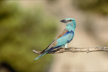 European Roller (Coracias garrulus) perched on a branch