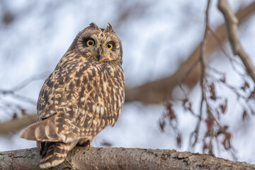 Short-eared Owl (Asio flameus) perched on a branch