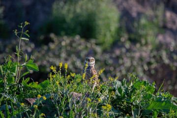 Pequen posando antes de que oscurezca.