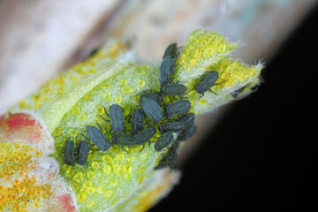Young aphids, aphid overwintering eggs on the bark and buds of plants. Sucking pests of plants in gardens, orchards and fields.