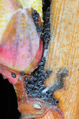 Young aphids, aphid overwintering eggs on the bark and buds of plants. Sucking pests of plants in gardens, orchards and fields.