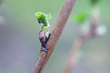 Young aphids, aphid overwintering eggs on the bark and buds of plants. Sucking pests of plants in gardens, orchards and fields.