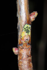 Young aphids, aphid overwintering eggs on the bark and buds of plants. Sucking pests of plants in gardens, orchards and fields.