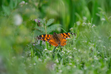 Vanessa Carye en los campos de noviciado.