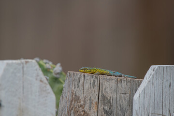 Liolaemus buscando insectos.