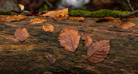 liście mech zielony na drzewie stary las