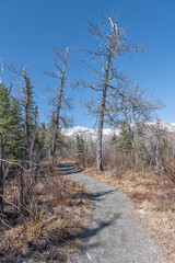 Savage Alpine Trail in Denali National Park, Alaska, USA