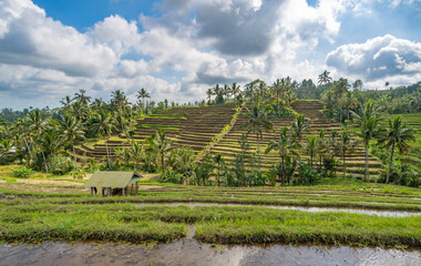 Jatiluwih Rice Terraces in Bali, Indonesia. - 756715633