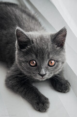 grey cat with beautiful eyes