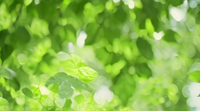 Close up view of green leaves of a tree on a sunny