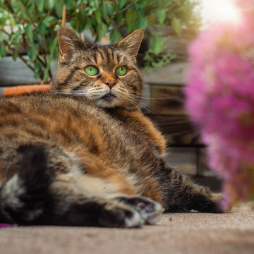 Chubby tabby  cat relaxing in the evening light and admiring pink flowers 
