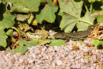 Common wall lizard hiding among leaves 