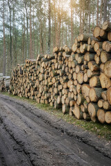 Piles of cut down trees, selective focus. An example of legal deforestation, the impact of exploitative state forest policy in Poland. - 756720271