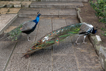 The blue peacock is a bird belonging to the Phasianidae family - 756721478