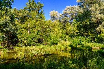 Small river in a forest on summer