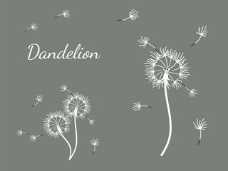 Abstract background dandelion design for decoration design. - 756721642