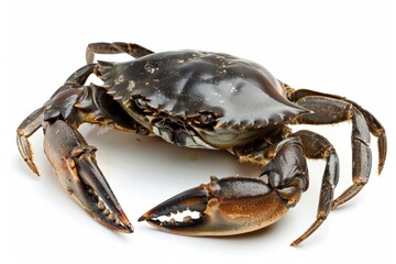 Scylla serrata, a black mud crab, is featured against a stark white background. This image showcases the crustacean, including its big claw, ideal for seafood restaurant concepts.