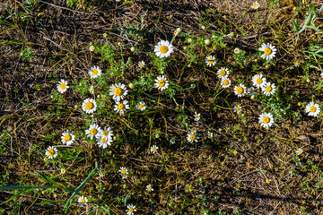 Wild chamomile flowers blooming on a meadow