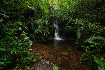 Tropical rainforest with waterfall