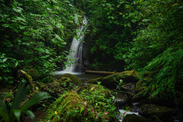 Tropical rainforest with waterfall