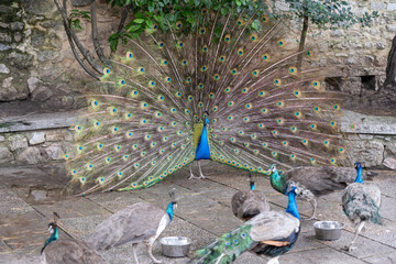 The blue peacock is a bird belonging to the Phasianidae family - 756722810
