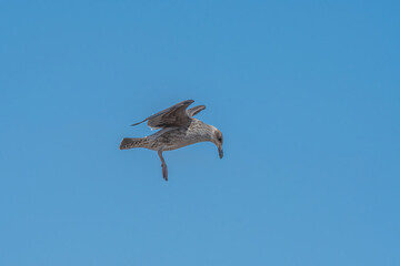 Gaviota lanzando su concha, en las playas de coquimbo.