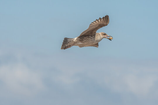 Gaviota lanzando su concha, en las playas de coquimbo.