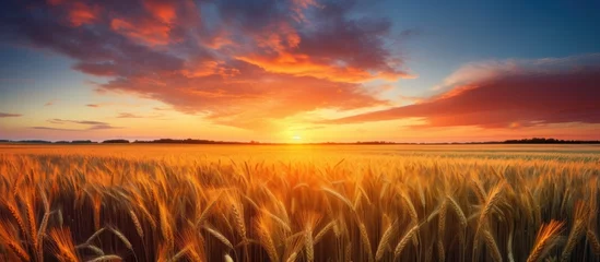 Fotobehang As the sun sets, the sky above the field of wheat turns into a beautiful orange afterglow. The natural landscape is transformed into a picturesque scene at dusk © AkuAku