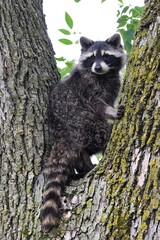 Cute Racoon in tree