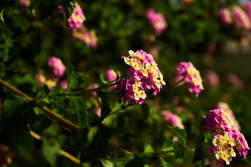 Fototapeta premium pink and white flowers