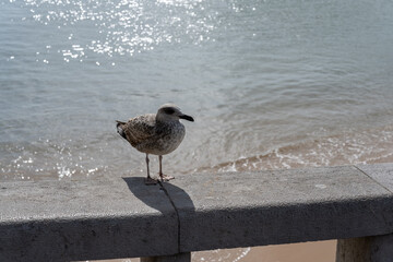 seagull on the beach - 756725071