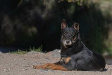 Perro del Valle del elqui