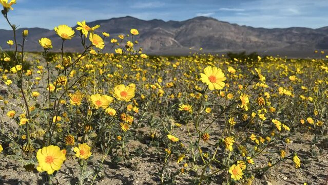 Desert gold wildflowers in Death Valley
