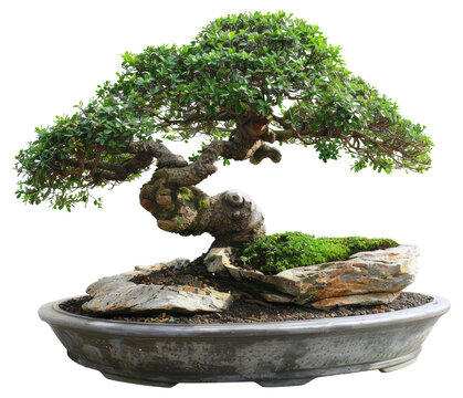 Mature juniper bonsai tree in a ceramic pot on transparent background - stock png.