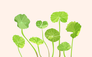 Centella asiatica or Gotu Kola. Vector drawing.  Natural ingredient for cosmetic products.