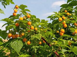 Gelbe, reife Himbeeren im Garten