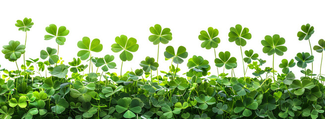 Lush green clover field symbolizing growth and luck on transparent background - stock png. - obrazy, fototapety, plakaty