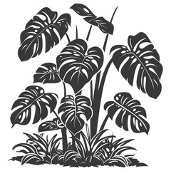 Silhouette monstera plant in the ground black color only 