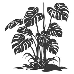 Silhouette monstera plant in the ground black color only 
