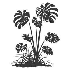 Fototapeta na wymiar Silhouette monstera plant in the ground black color only 