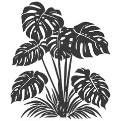 Silhouette monstera plant in the ground black color only 