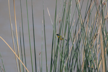Siete-colores saltando en los juncos del humedal de batuco