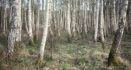 Panoramic photo of a birch grove, selective focus. - 756733850