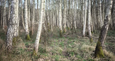 Foto op Plexiglas Panoramic photo of a birch grove, selective focus. © MaciejBledowski