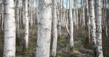 Panoramic photo of a birch grove, selective focus. - 756733871